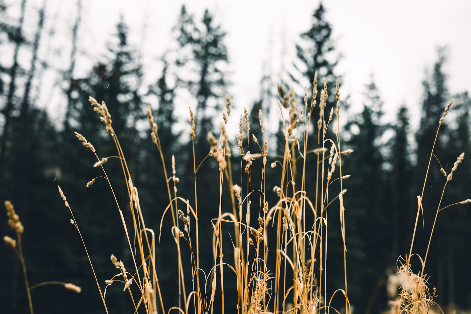 Exploring the Joys of Solo Camping: A Guide to Your Personal Outdoor Adventure